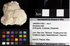 Foto (Objket + Etiketten) von Goniodromites bidentatus (Reuss, 1858) 